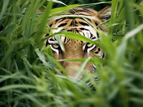  “A Tiger Hiding in Spring Grass” - A Triumph of Ink and Brushstrokes!