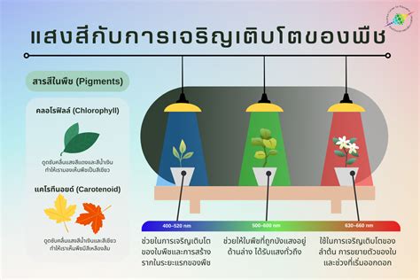 “The Fervor of Life” – แสงสีและการเคลื่อนไหวของความเป็นมนุษย์